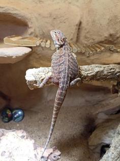 Bartagame Mädel