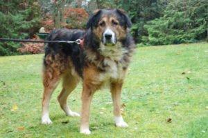 WOFFY - Mischling, Männlich, 4 Jahre, 66 cm, 38 kg, Gechipt, Kastriert