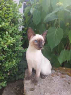 Reinrassige Siam Kitten