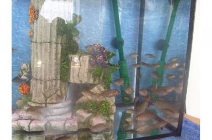 Tilapia Buntbarsche Notverkauf