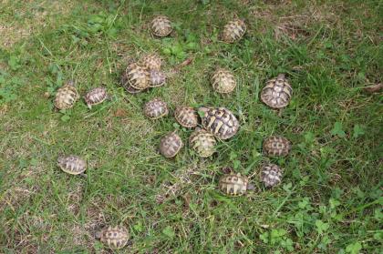 Junge Griechische Landschildkröten THB NZ 2021