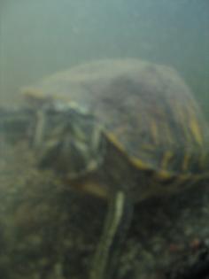 Muss meine Wasserschildkröte abgeben