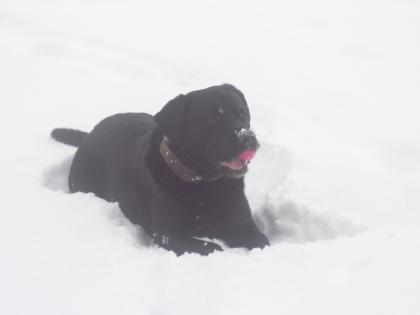 Suche Reinrassige Labrador Hündin zum Decken