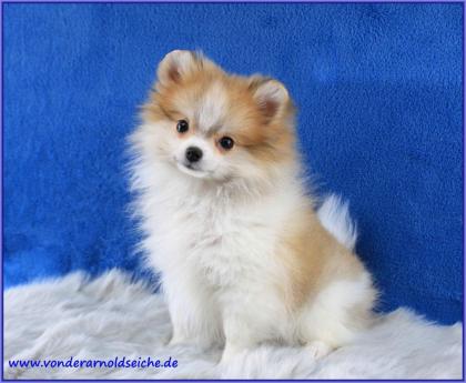 Teacup Pomeranianwelpen orangegescheckt