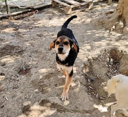 Rita sucht ein passendes Zuhause