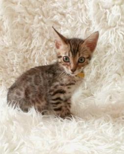 Reinrassige Bengalkitten mit Stammbaum Mini Leoparden
