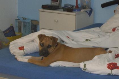 Ich suche pitbull oder american steffordshire
