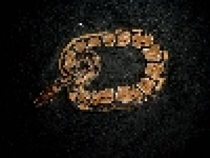 2 Königspython 100 Het Albino 100 Het Piedbald