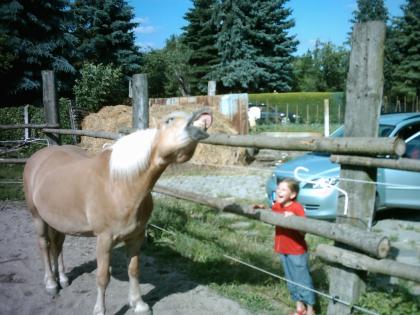 Biete Reitbeteligung auf Haflinger