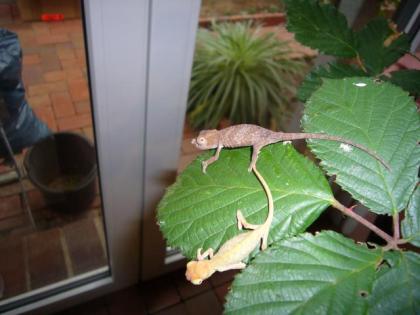 Zweihorn Chamäleon Kinyongia boehmei aus eigener Dauer Nachzucht