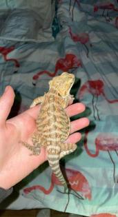 2 Bartagame Jungtiere inkl Terra