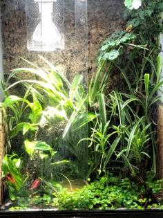 Anolis cristatellus mit Terrarium zu verkaufen