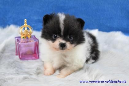 Teacup Pomeranianwelpen orangegescheckt