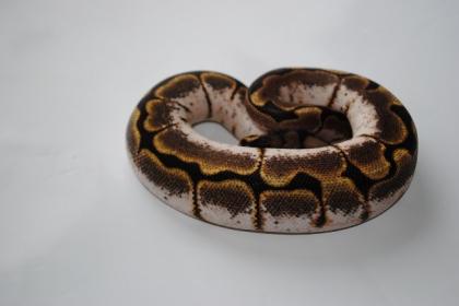 Königspython / Python Regius / Ball Python