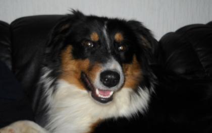 Australian Shepherd