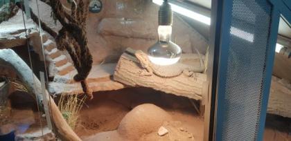 Terrarium mit Bartagame