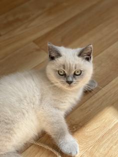 BKH British Kurzhaar reinrassig Blue Point Lilac Point