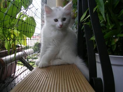 Ronnja unsere echte Norwegische Waldkatze