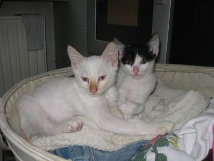 Katzenkinder abzugeben