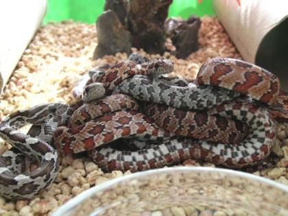 Pantherophis guttatus - Kornnattern ENZ 2021