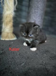 4 Maine Coon Kitten Kater