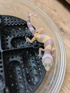 Leopardgeckos aus Rostock