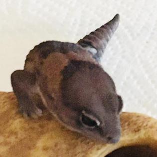 Afrikanischer Fettschwanzgecko