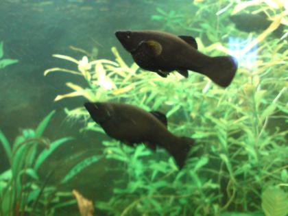 Black Molly s zu verkaufen 4-5 cm
