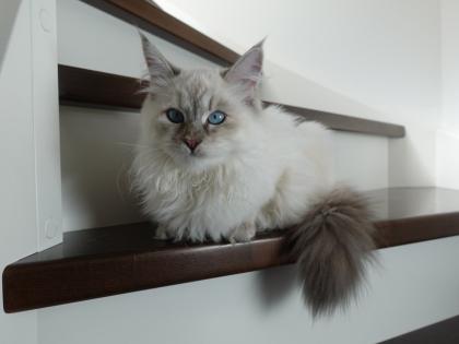 Suche reinrassigen Deckkater mit Papieren, Neva oder Sibirer NEV / SIB