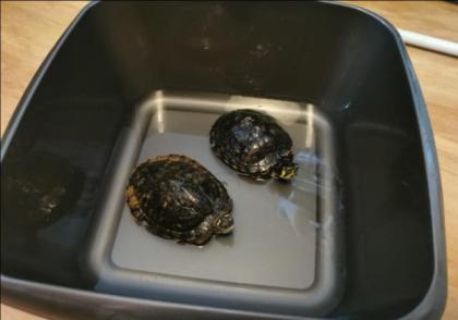 2 Wasserschildkröten zu verkaufen