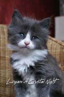 Lieber, verschmuster Maine Coon Babykater zu verkaufen