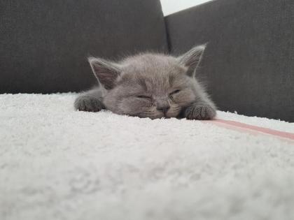 BKH Kitten mit Stammbaum