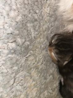Main Coon Perser Babys