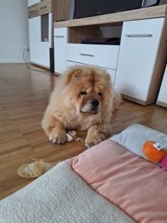 Chow Chow zu verkaufen.