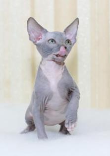Sphynx katzen