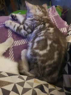 BKH Kitten Britisch Kurzhaar