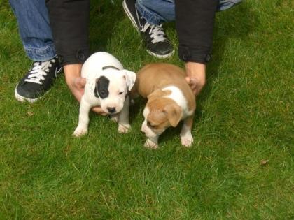 Amstaff Superkräftig gebaut 8 wochen jung