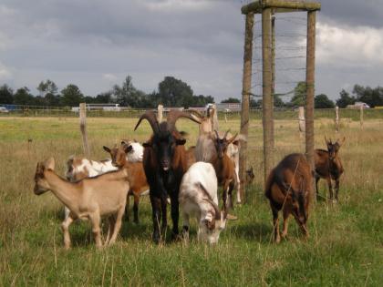 Harzer Ziegen und Zwergziegen zu verkaufen