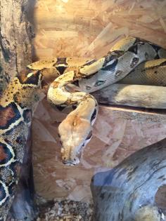 Boa constrictor weiblich abzugeben