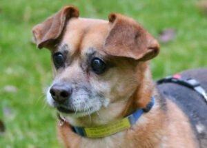 BETI - männlich 6 Jahre 28 cm 5. 5 kg Chihuahua-Dackel-Mix Gechipt