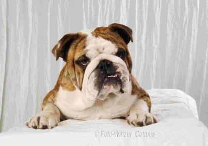 ENGLISCH BULLDOG DECKRÜDE STEHT IN COTTBUS ZUM DECKEN FREI