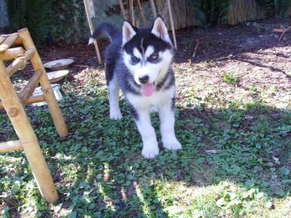 Husky welpe