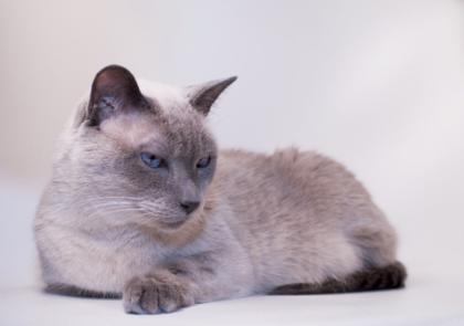 Suche Siamesische Katze blue point