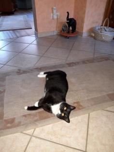 Kater Mogli seit 02. 04. 19. Vermisst.
