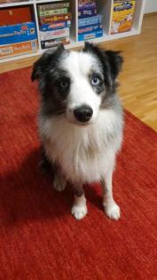 Mini Aussie in gute Hände abzugeben Australien Shepherd