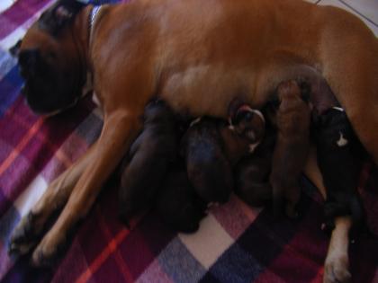 Verkaufe 8 reinrassige boxerwelpen mit papieren