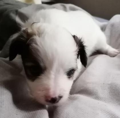 Papillon Pahlene Mix zum verlieben.