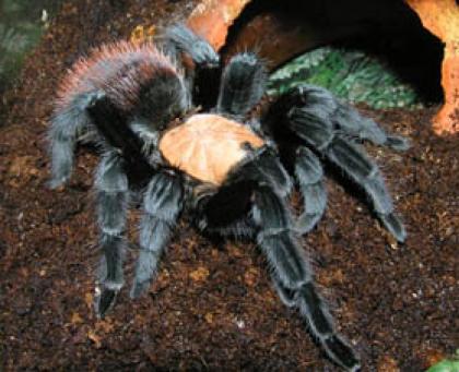 Brachypelma ruhnaui, selten und groß