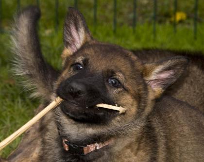 Zauberhafte Schäferhundwelpen grau,