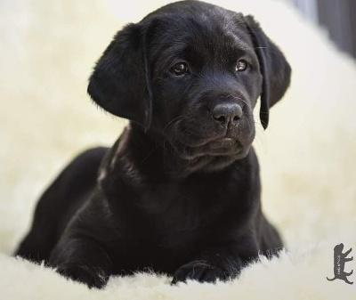 Wurfplanung 2023 Labrador Welpen vom Sauboden FCI für Familie und Jagd